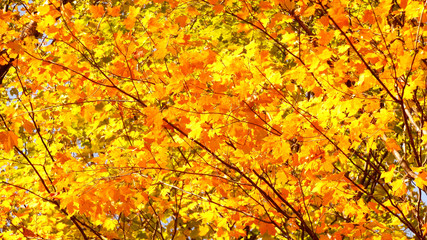 Autumn yellow leaves