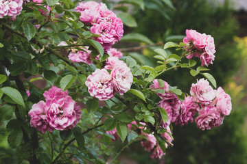 pink flowers in the garden