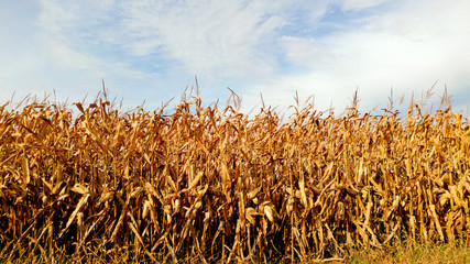 corn field at fall