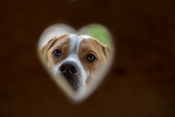 The dog the English pointer sadly looks through an opening in the form of heart. Large portrait