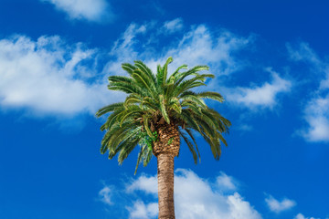 Palm tree and clouds