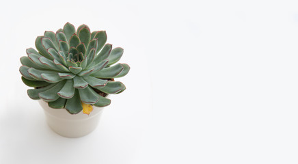 Single succulent plant in a pot on a white background