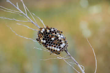 Nest of wasps polist in the grass. Small view wasp polist