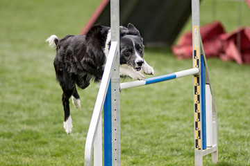 border collie en agility