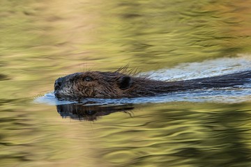 Beaver Swimming in Waves