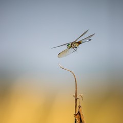 Dragonfly Landing