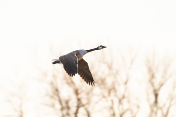 Canada goose and white sky