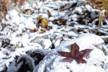 leaf in snow