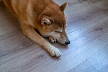 Beautiful ginger, purebred Shiba Inu dog lies on a wooden floor. View from above