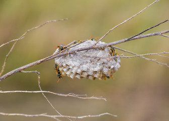 Nest of wasps polist in the grass. Small view wasp polist
