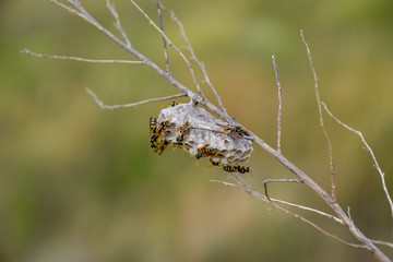 Nest of wasps polist in the grass. Small view wasp polist