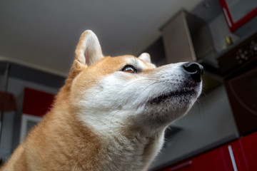 Muzzle of a beautiful ginger dog. Bottom view, close-up. Shiba Inu