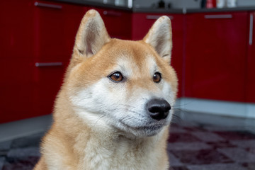 Muzzle of a beautiful ginger dog. Close up portrait of the pet. Shiba Inu