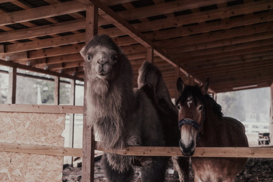 Camal and a horse in a country stall