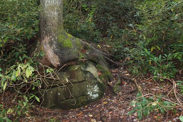 Obraz premium Stand Your Ground