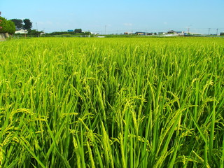 Fototapeta premium ８月の田んぼ風景