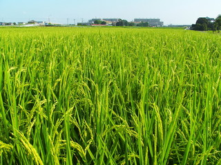 ８月の田んぼ風景