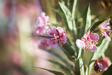 Bright pink flower epilobium hirsutum, great hair willowherb, blooming sally, rose-bay on green background close up. Summer natural background. Medicinal plant. Herbal tea.