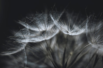 Salsify seeds close up on black background. Abstract background or texture. White fluffy dry seeds...