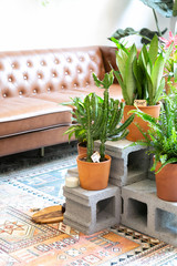 cactus plants in terra cotta vases, middle of living room, plant shop