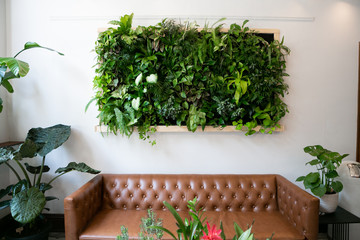 Floating plants on wall over brown leather couch, vertical garden indoors