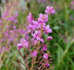 ピンクの花