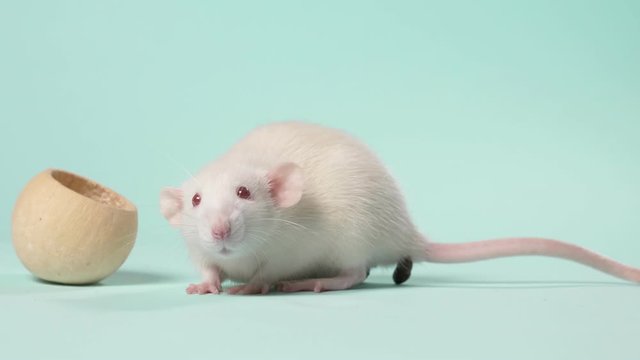 small white laboratory rat, on a blue background