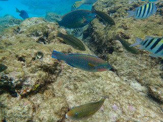 Fototapeta na wymiar Parrotfish swimming in the ocean.