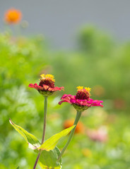 庭に咲いている花