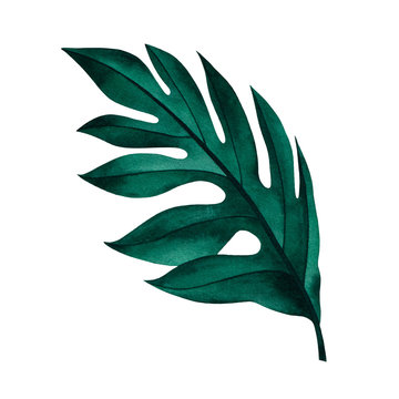 recommend clip art: Tropical plants. Botanical watercolor red exotic leaves. Coconut palm tree.