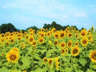 the sunflower garden in Japan