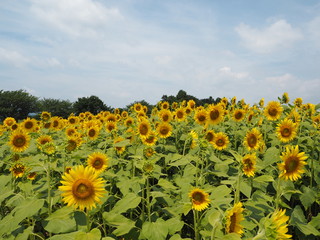 Obraz premium the sunflower garden in Japan