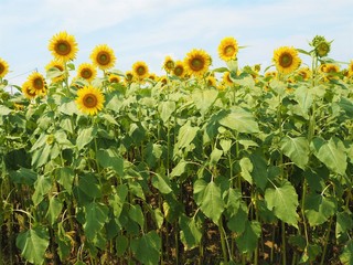 the sunflower garden in Japan