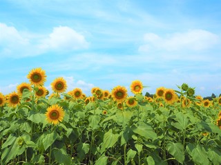 the sunflower garden in Japan