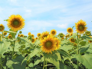 the sunflower garden in Japan