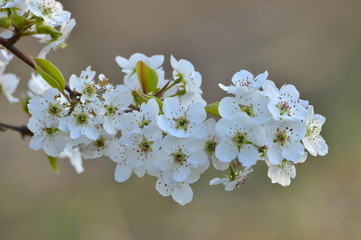 Pear flower in full bloom in spring