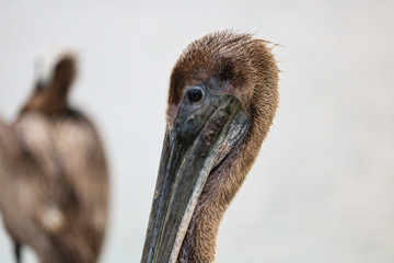 Im a Pelican, im cute, can't you see?