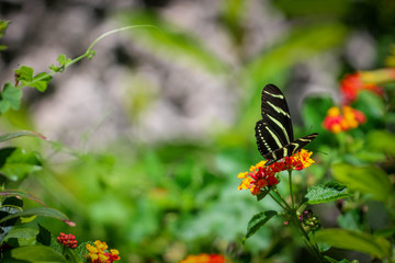 Butterfly on little orange flowers 