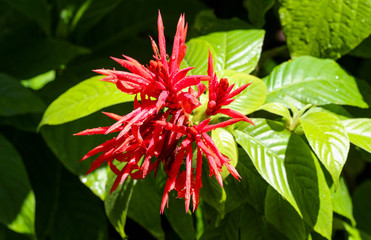 red flower in the garden