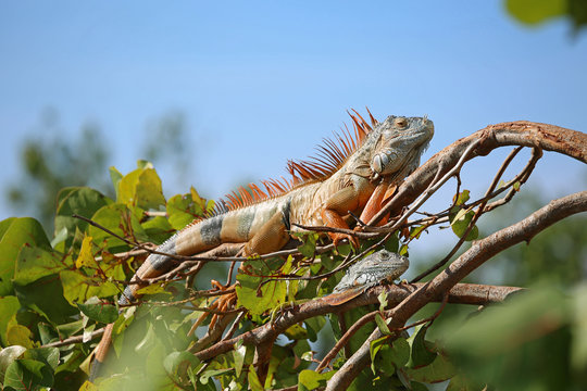 Two iguana on the branch, Florida