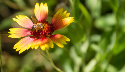 bee on a flower