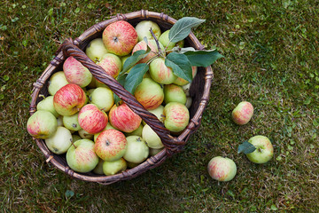 Ripe organic apples in the basket on the grass