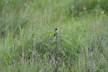 Stonechat in Kirigamine, Nagano prefecture, Japan