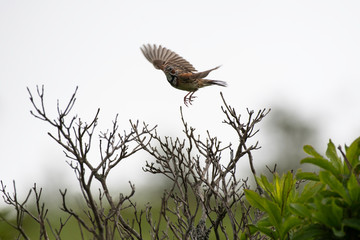 Gray-headed bunting taking off from branch in Kirigamine, Nagano prefecture, Japan