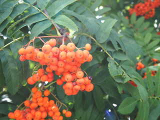 Orange Quickbeam, fruits, twigs and leaves (August 2019, Szczecin Poland ) , small orange fruits, shrub, orange and green, cluster of fruits, plant on the side of street