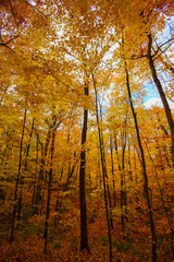 Obraz premium Canadian Autumn views