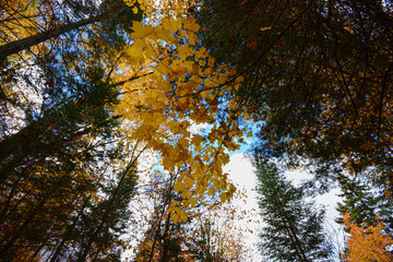 Canadian Autumn views