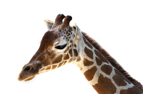 511 Best アミメキリン Images Stock Photos Vectors Adobe Stock