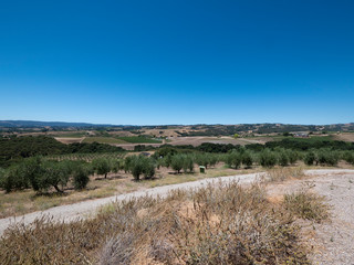 Wide View of Olive Orchards in Central California