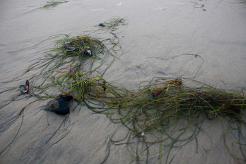 seaweed